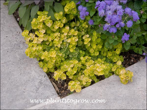 Golden Oregano with Ageratum.